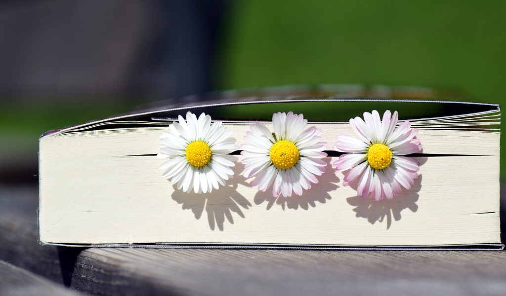 Три цветка маргаритки лежат в книге 