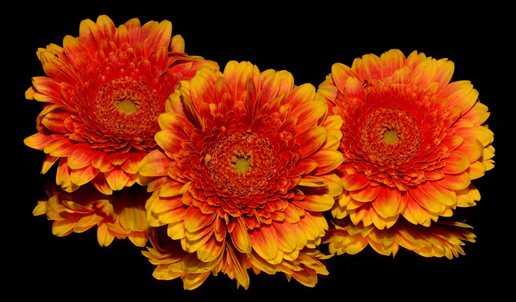 Три оранжевых цветка хризантемы на черном фоне