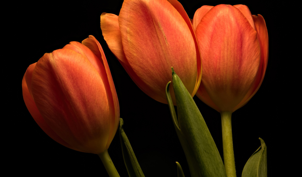Три оранжевых тюльпана на черном фоне