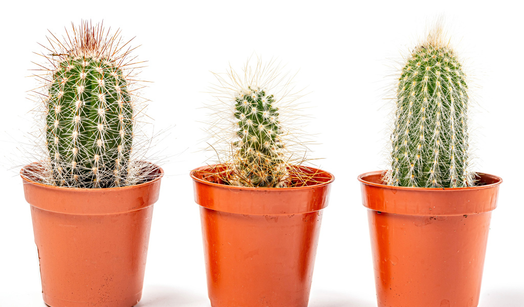 Три колючих кактуса на белом фоне 