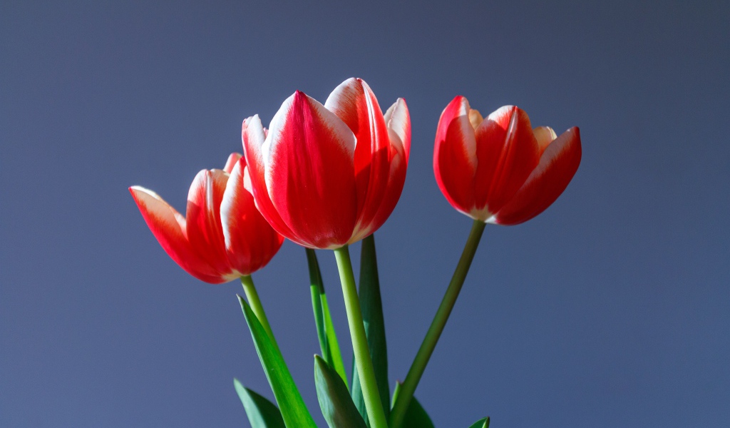 Три красных тюльпана на сером фоне