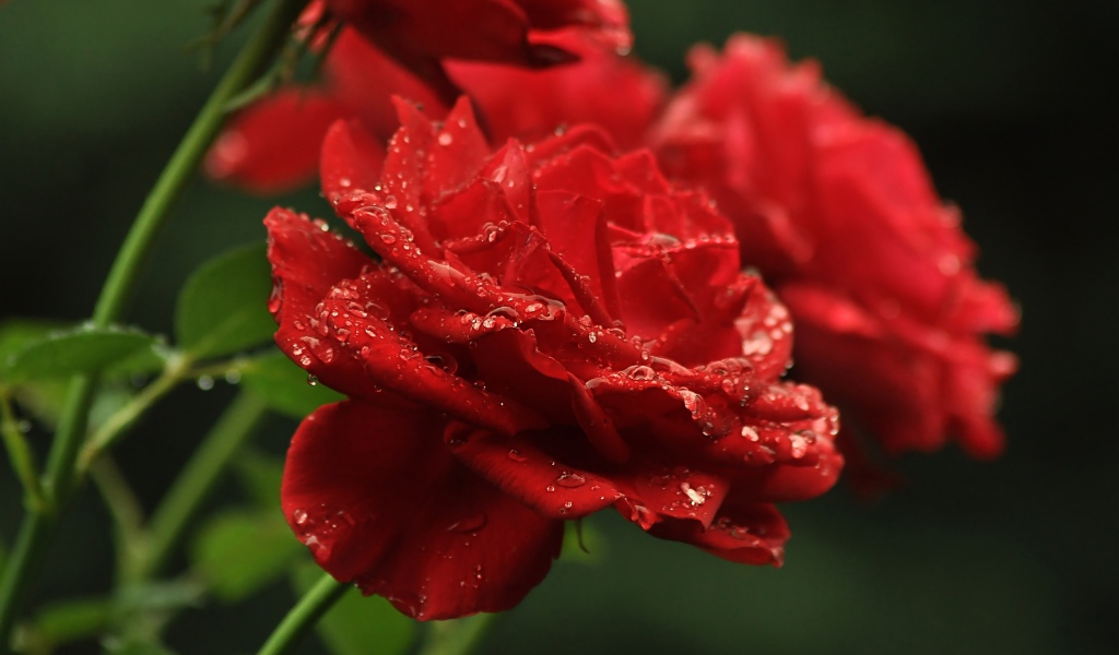 Три алые розы в каплях росы