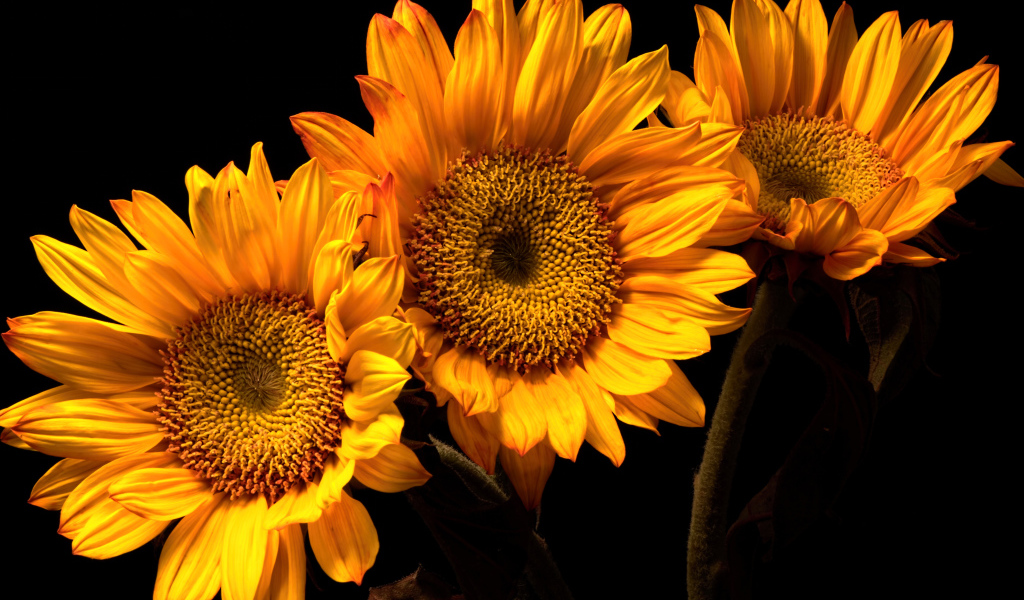 Три цветка подсолнуха на черном фоне