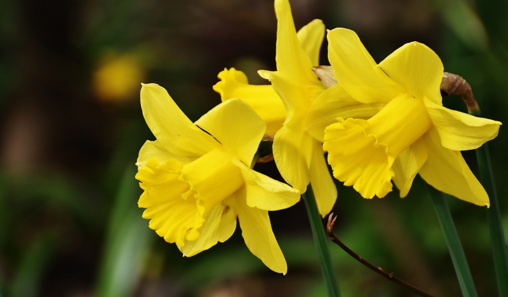 Три  желтых весенних нарцисса крупным планом