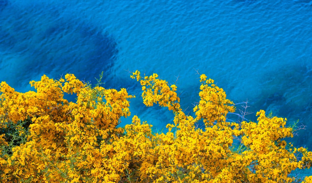 Дерево с желтыми цветами над голубой водой
