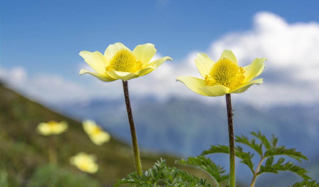Два красивых цветка анемоны на поле