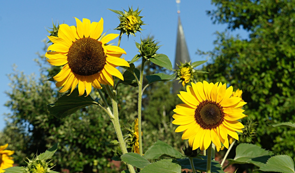 Два распустившихся цветка подсолнуха с бутонами