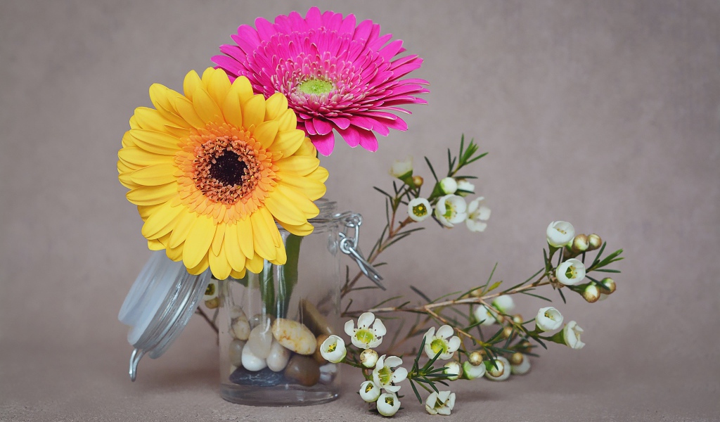 Два цветка герберы с белыми на сером фоне