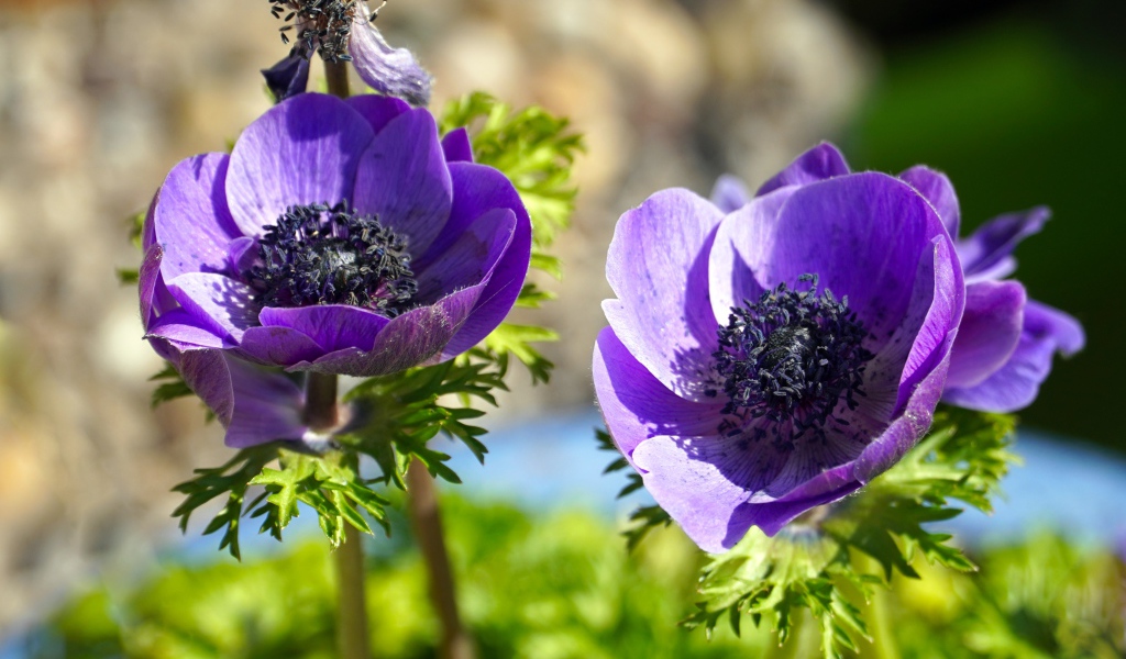 Два сиреневых цветка анемоны на клумбе