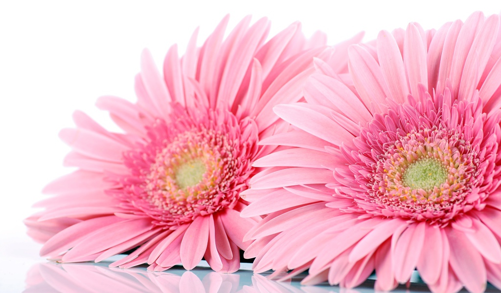 Два розовых цветка герберы на белом фоне