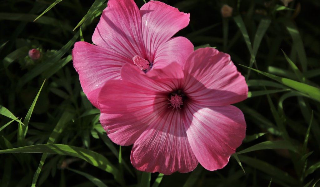 Два розовых цветка лавантеры в траве