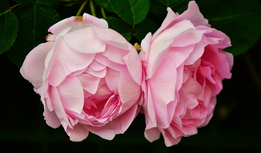 Два цветка розовой розы крупным планом
