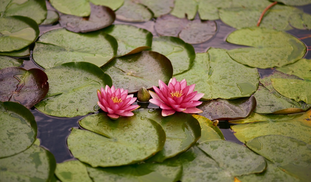 Две розовые водяные лилии с бутонами и зелеными листьями в пруду 
