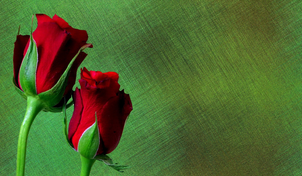 Две красные английские розы на зеленом фоне