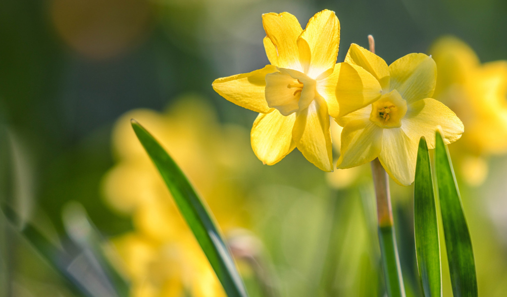 Два нежных весенних нарцисса на клумбе