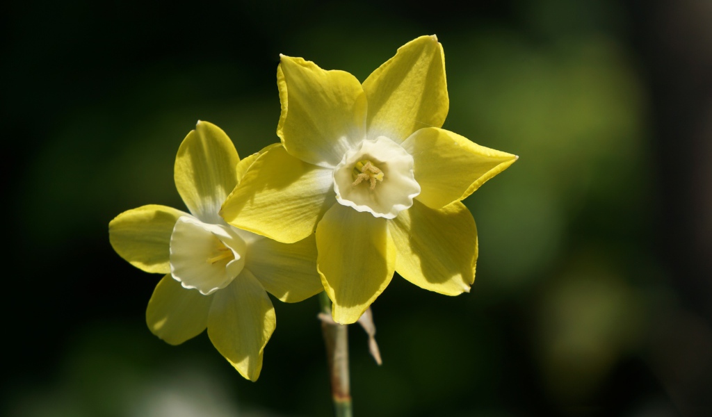 Два желтых цветка нарцисса крупным планом