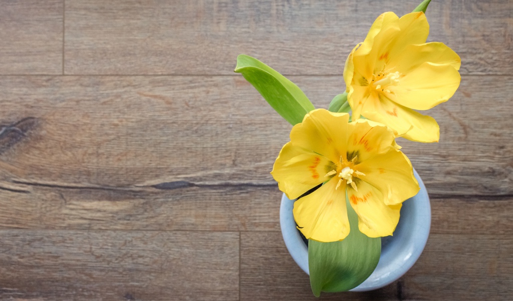Два желтых цветка тюльпана на столе в вазе