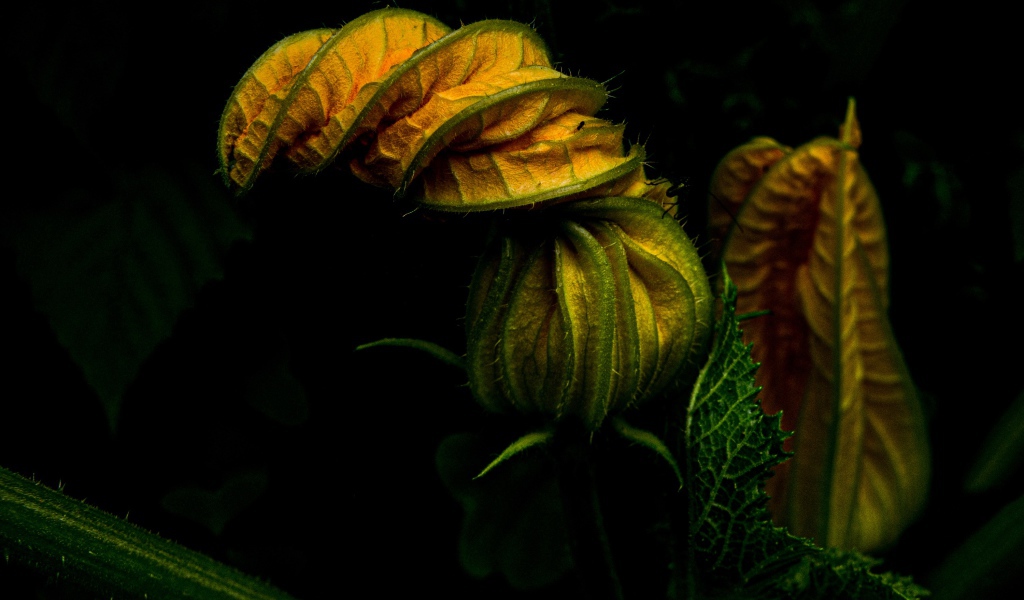 Нераспустившийся цветок тыквы на черном фоне