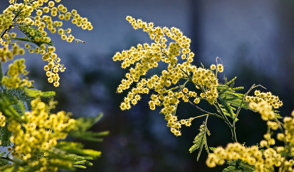 Теплые ветки мимозы в лучах солнца