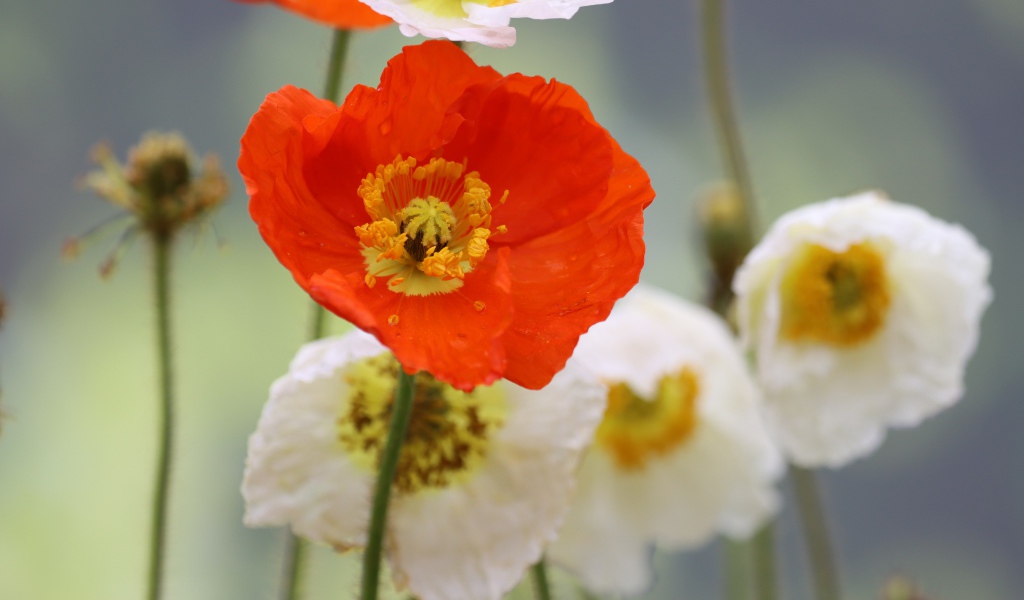 Белые и красные маки крупным планом