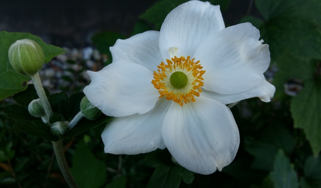 Белый цветок анемона с бутонами крупным планом