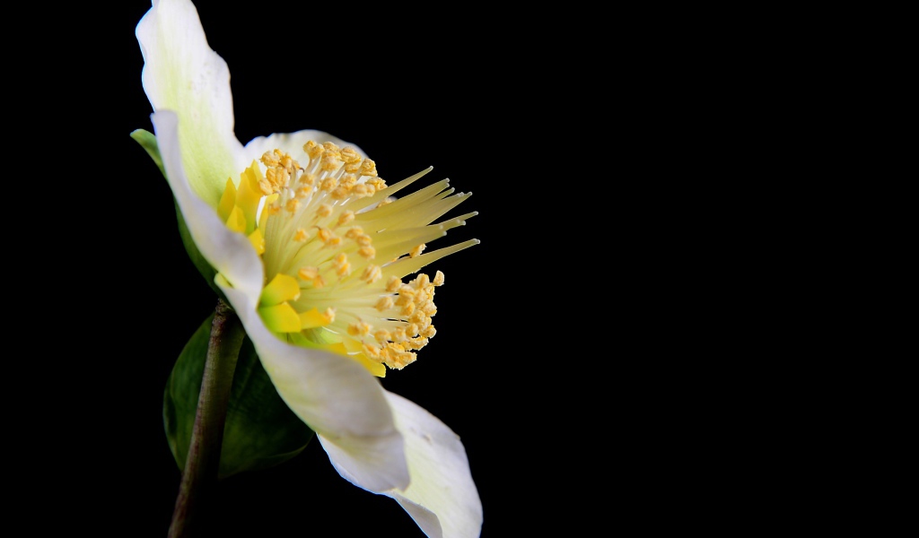 Белый цветок анемоны боком на черном фоне 