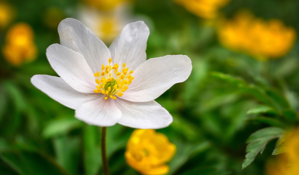 Белый цветок анемоны с нежными лепестками на зеленом фоне 