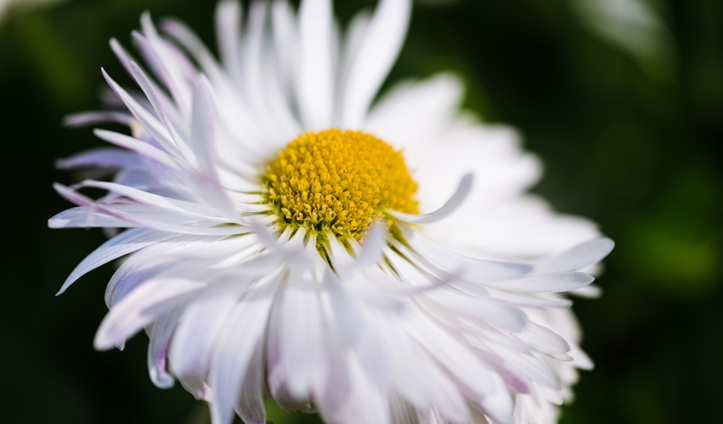 Белый цветок астры крупным планом 