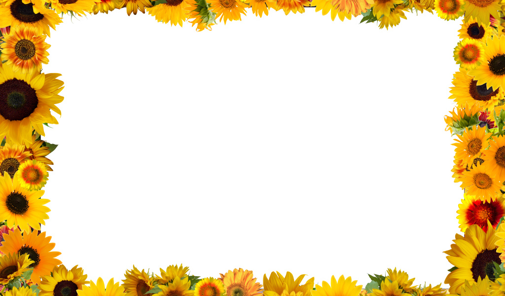 Белый фон с желтыми подсолнухами 