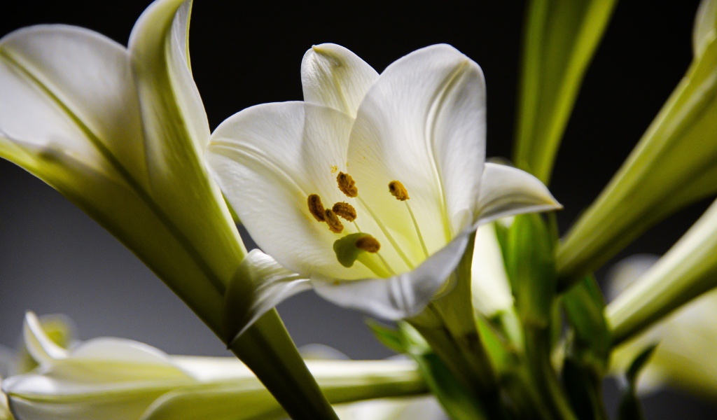 Белые красивые лилии с бутонами на черном фоне 