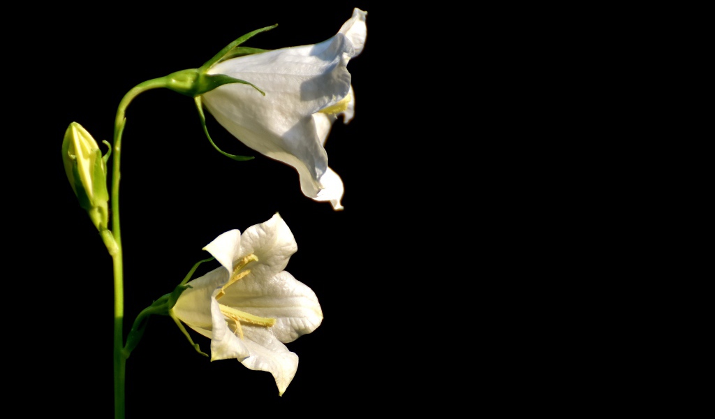 Белые цветы колокольчика на черном фоне