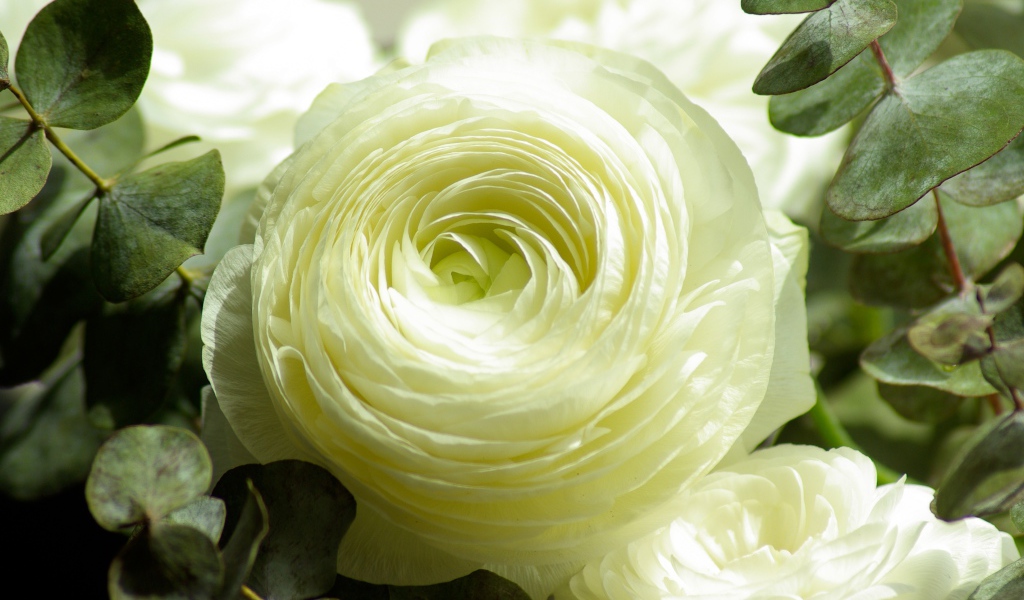 Белые цветы лютика крупным планом