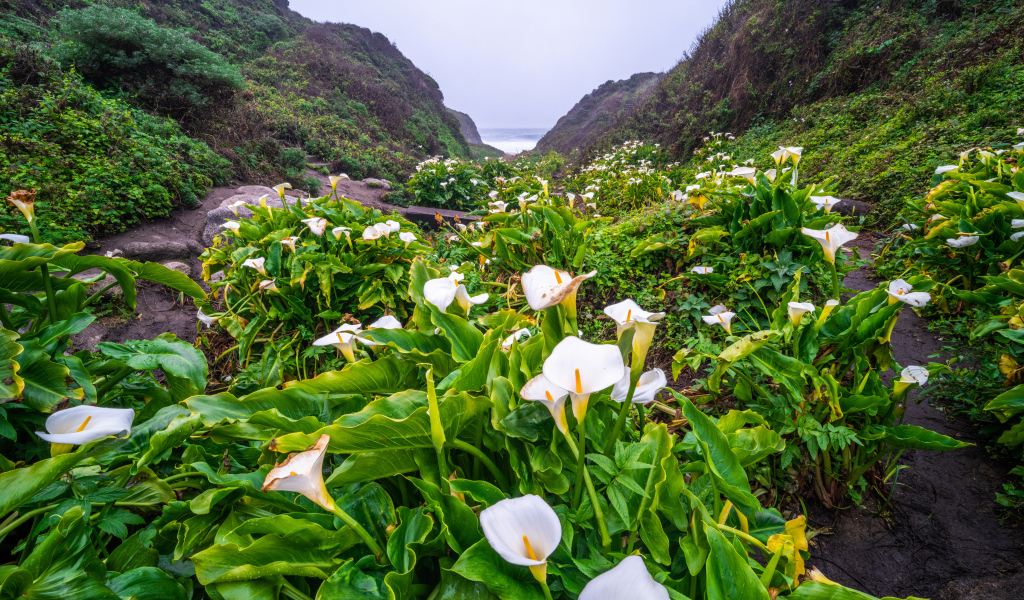 Белые цветы каллы с большими зелеными листьями