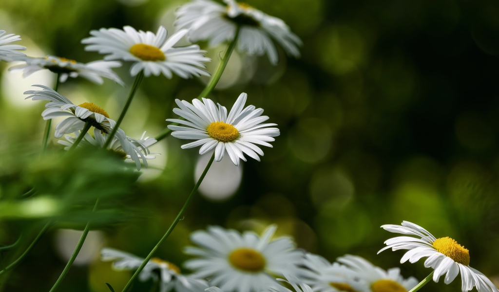 Белые цветы ромашки растут на клумбе 