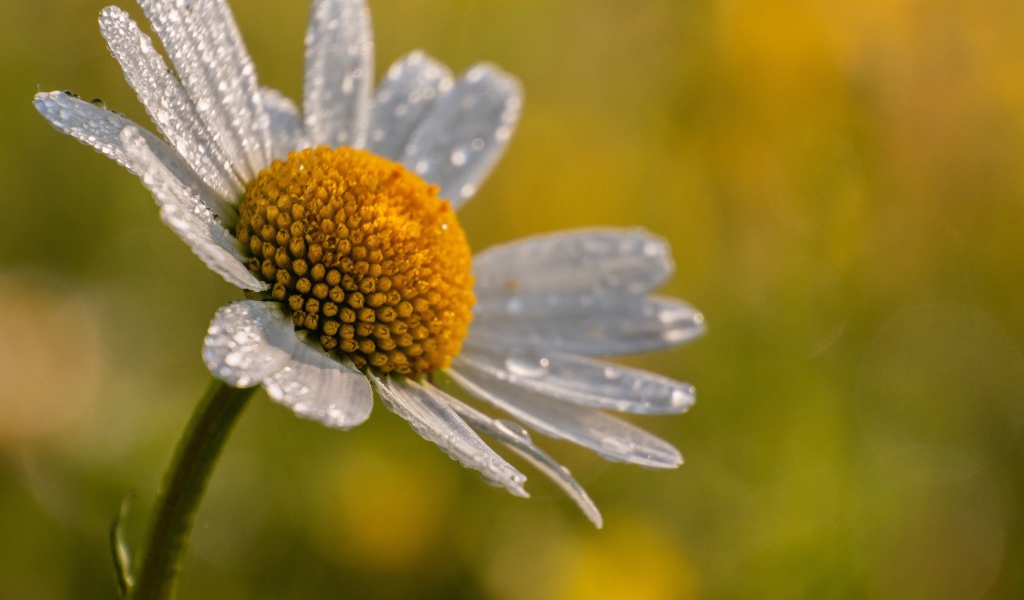 Лепестки белой ромашки в каплях росы