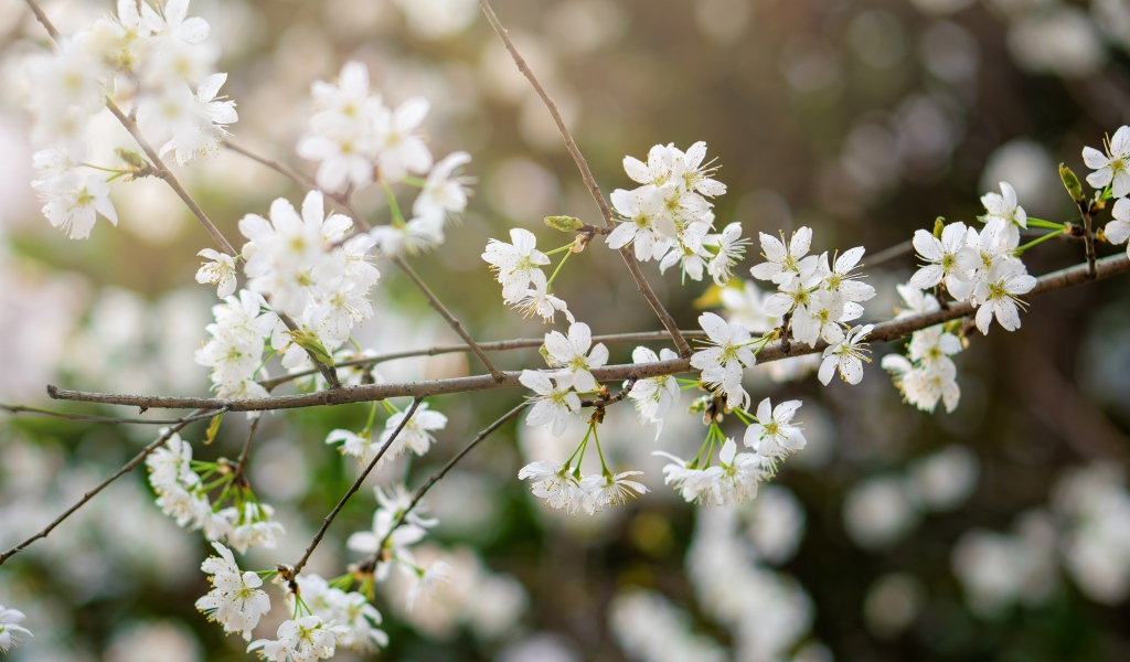 Белые цветы вишни на тонкой ветке