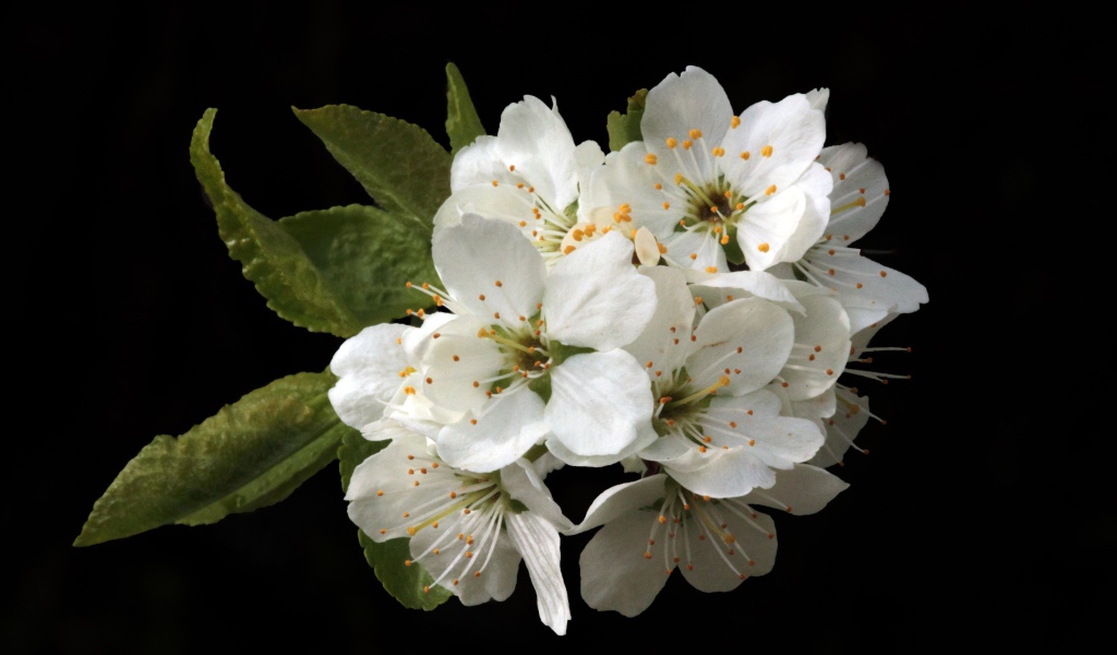 Белые цветы вишни на черном фоне