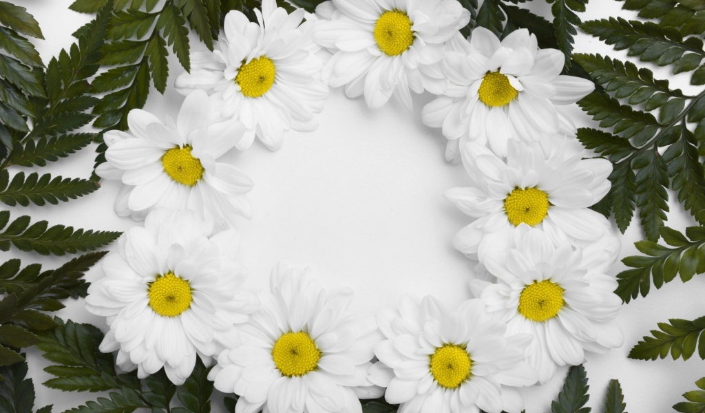 Белые цветы хризантемы с зелеными листьями на белом фоне 