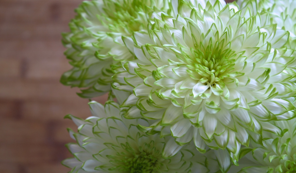 Белые хризантемы с зелеными краями на лепестках 