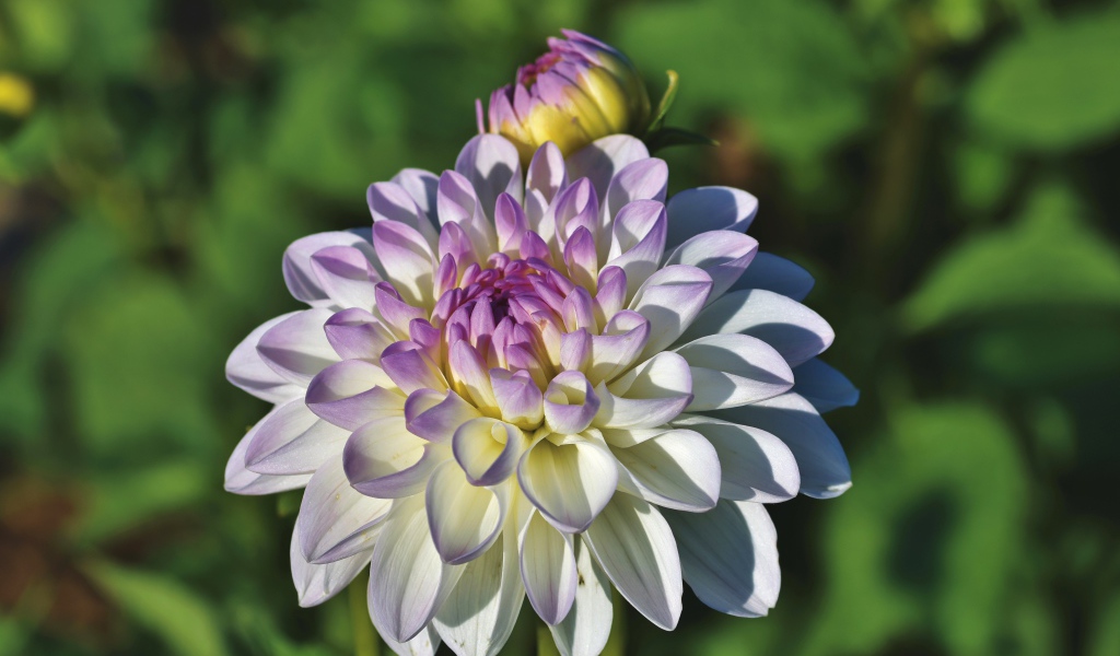 Белый цветок георгина с фиолетовой серединкой