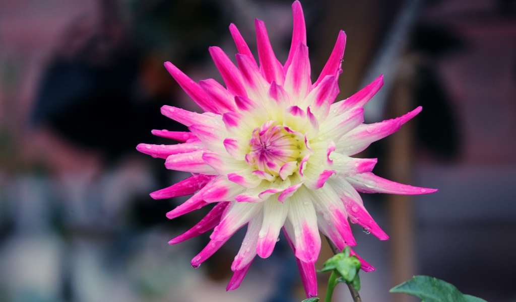 Белая георгина с розовыми лепестками