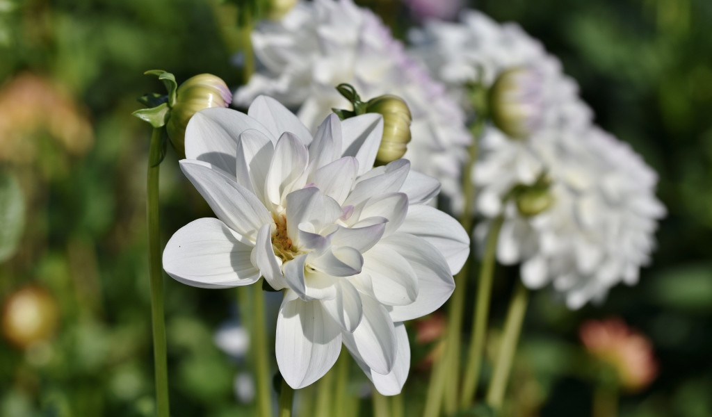 Белые георгины с бутонами в лучах солнца на клумбе