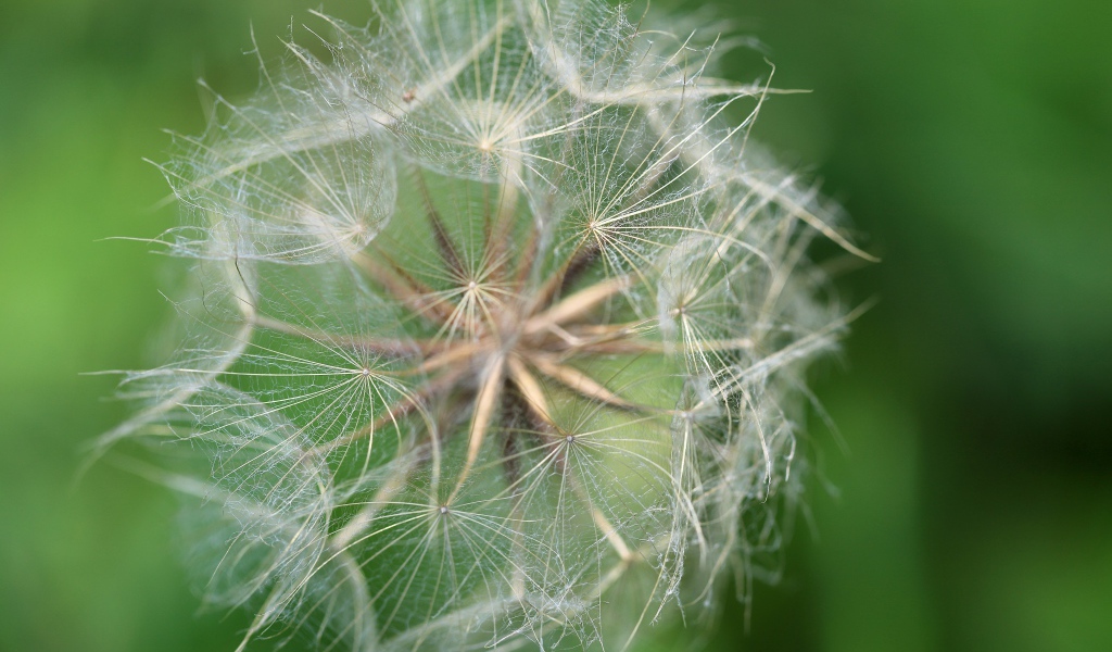 Белые семена одуванчика крупным планом