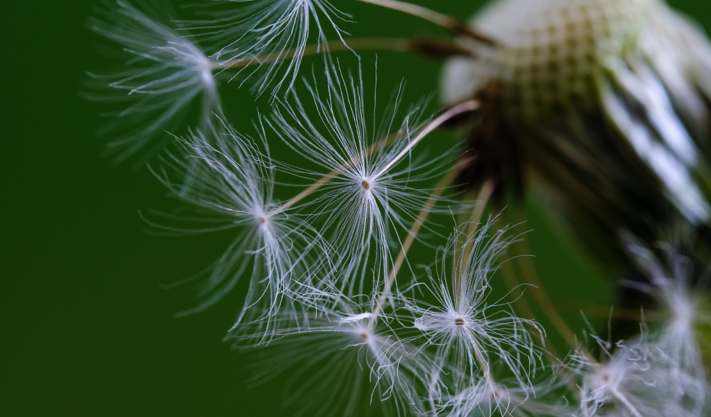 Белые семена одуванчика на зеленом фоне 