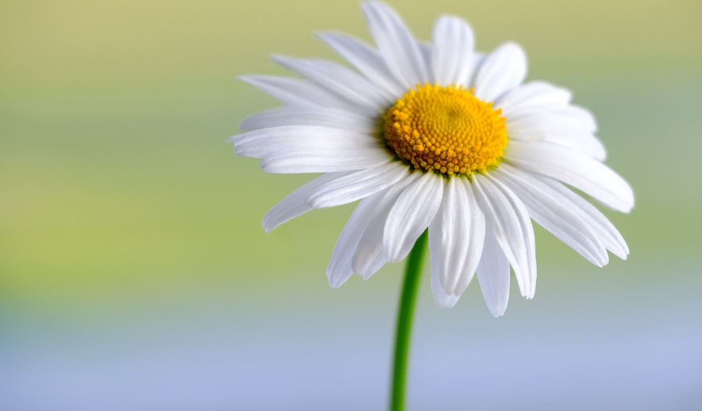 Белые нежные лепестки с желтой серединкой у цветка ромашки