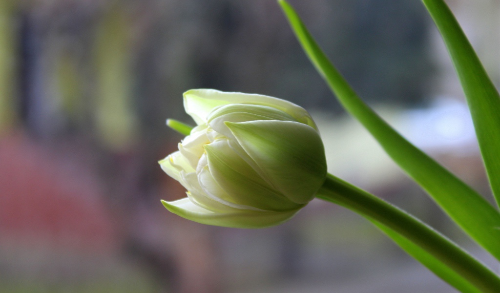 Белый нежный тюльпан с зелеными листьями крупным планом