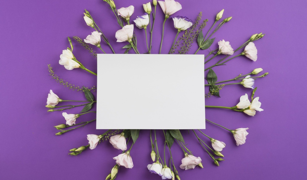 Белые цветы эустомы с белым листом на фиолетовом фоне