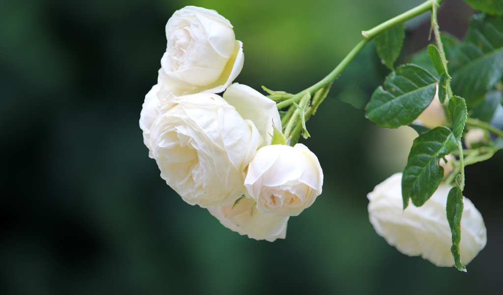 Белые цветы плетущейся розы