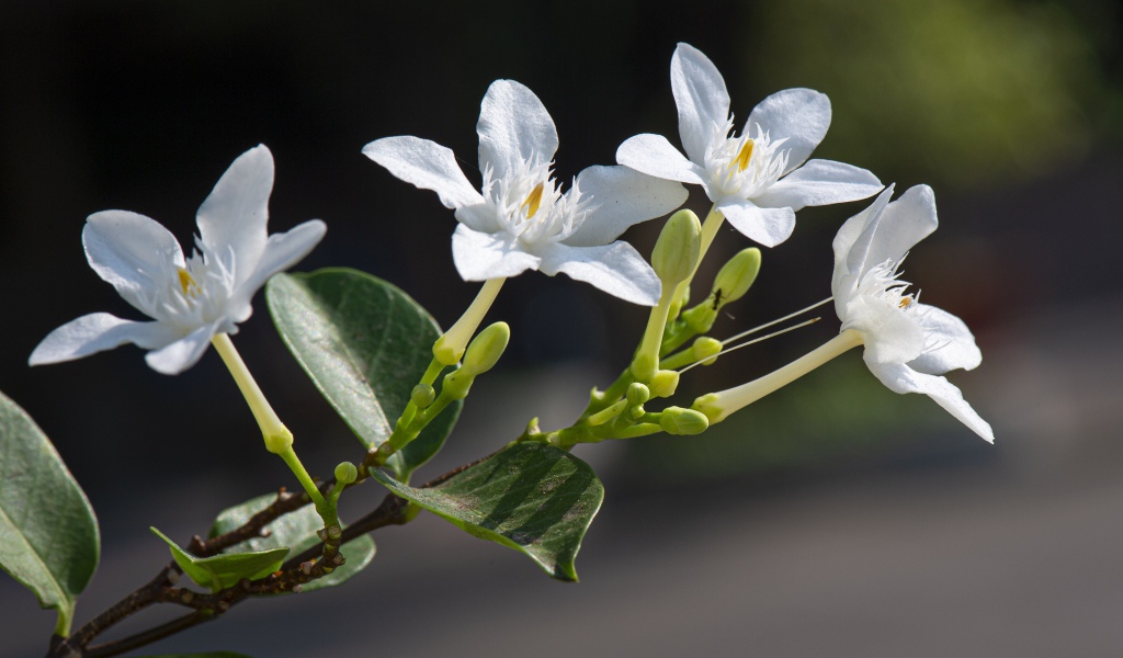 Белые цветы с бутонами и зелеными листьями на ветке 