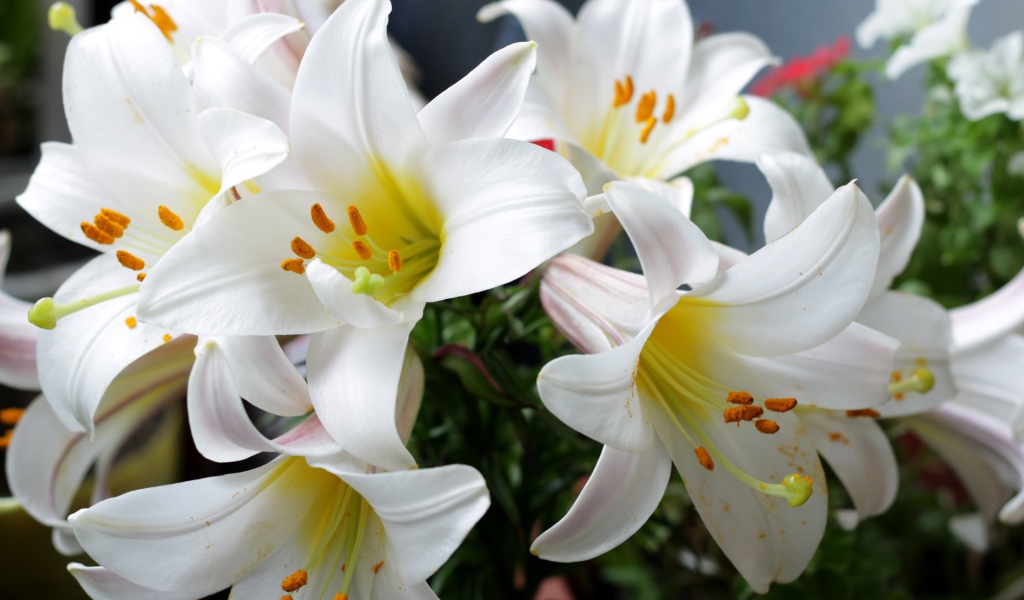 Белые садовые лилии в букете
